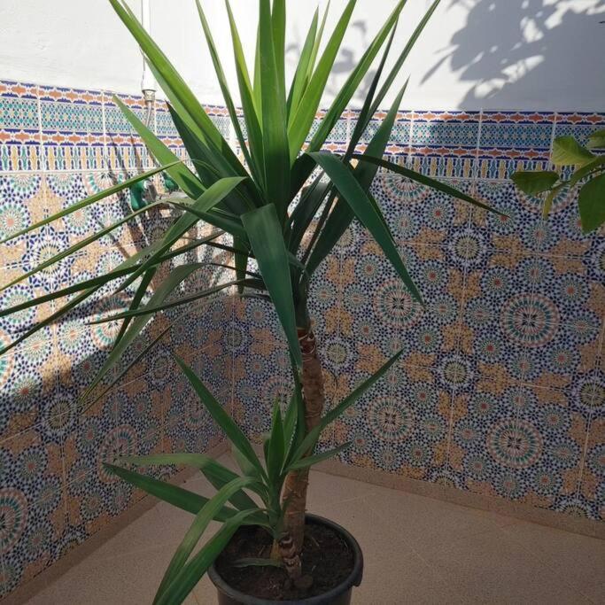 マラケシュ Dar Amane - Charmante Maison Marocaineヴィラ エクステリア 写真